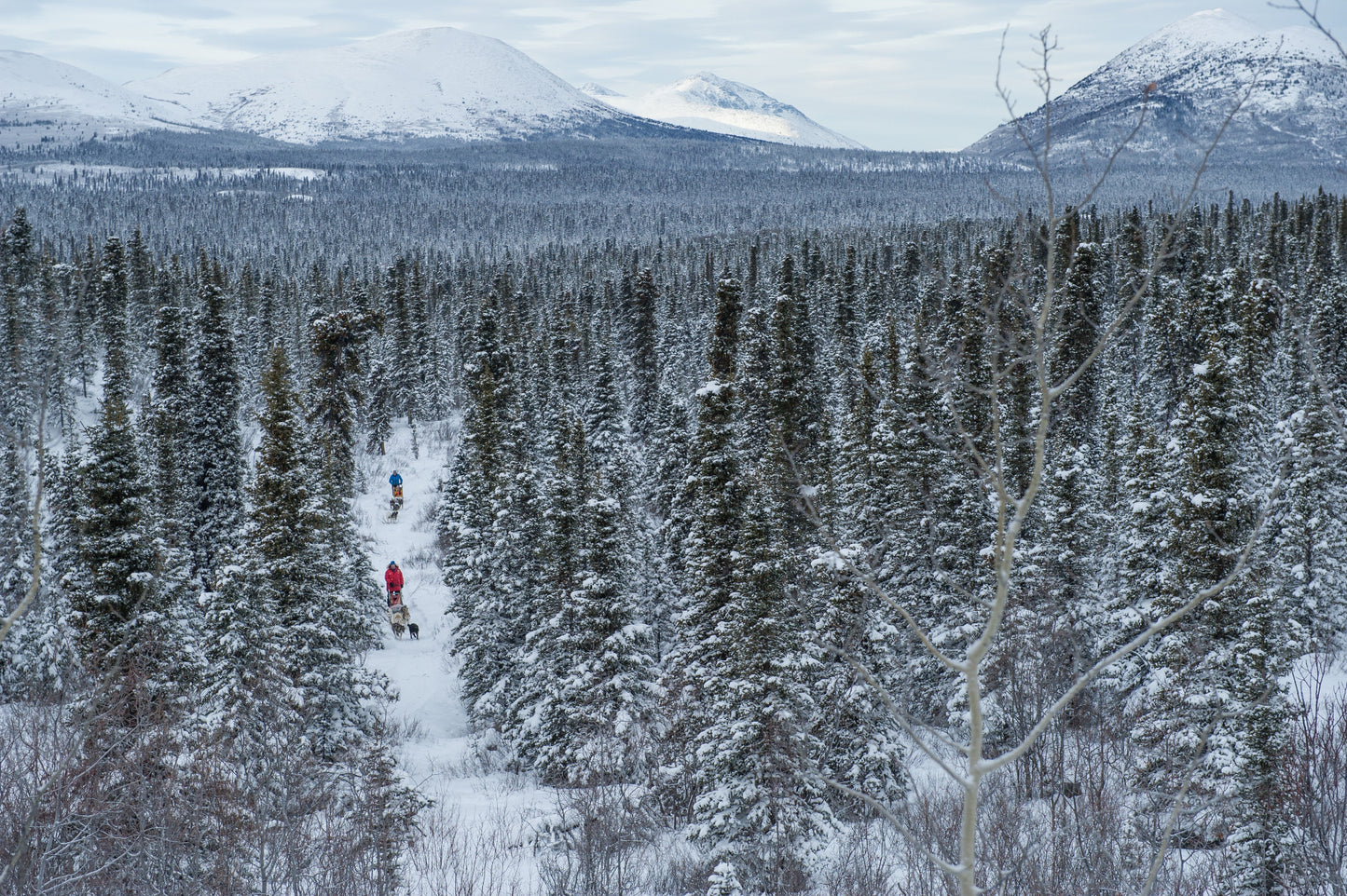 Two people dogsledding on a snowy trail through a forest in the Yukon with snow-covered mountains in the background.