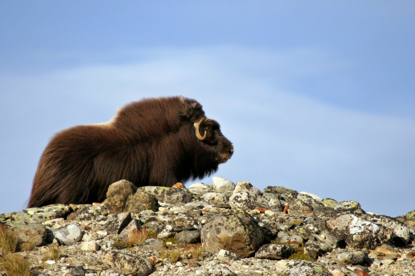 Ellesmere Island Expedition: Quttinirpaaq Basecamp