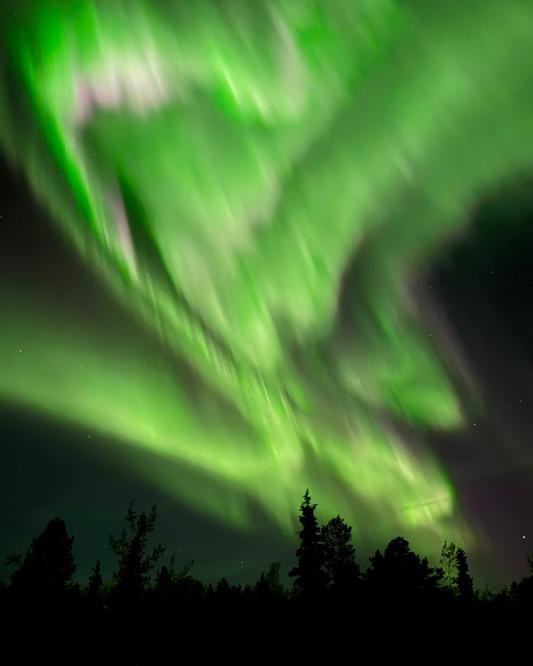 Aurora borealis in a dark sky with silhouetted trees below