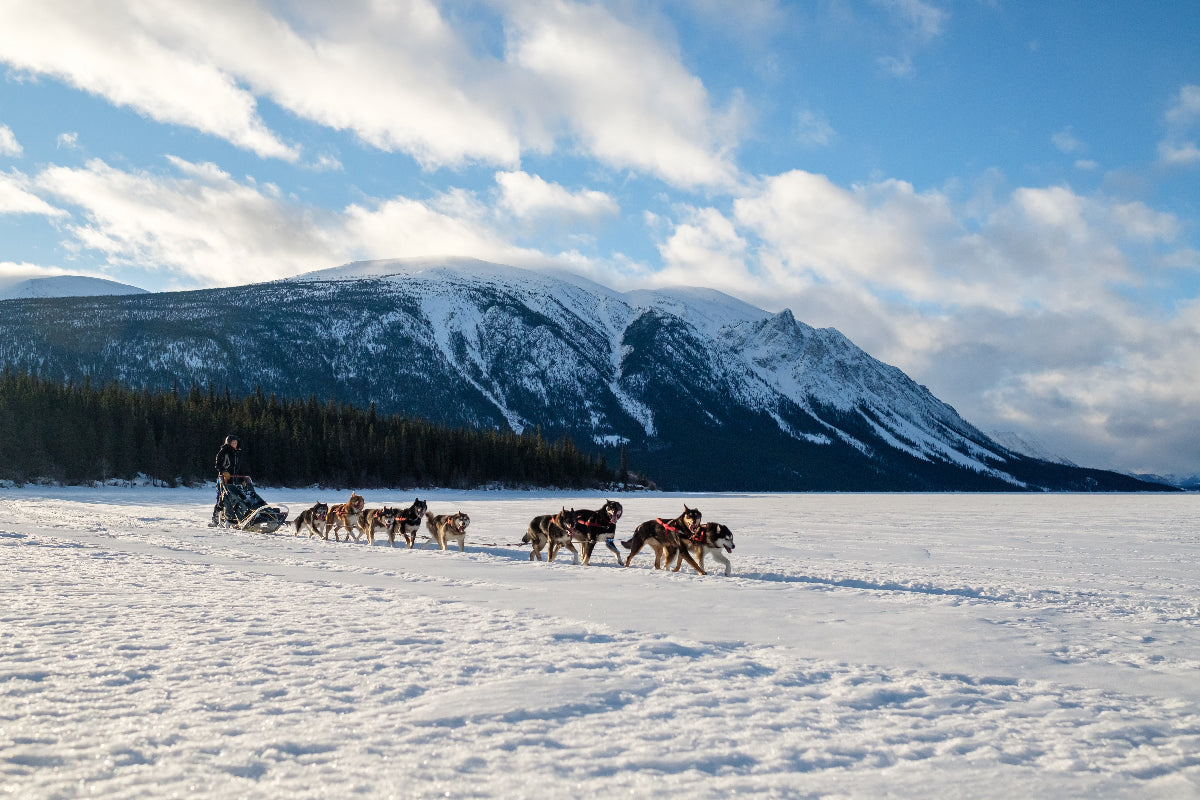 Dog sled team traversing a frozen landscape with snow-covered mountains in the background.