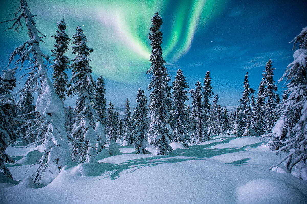 Snow-covered trees under a vibrant display of the Northern Lights in a winter landscape in the Yukon.