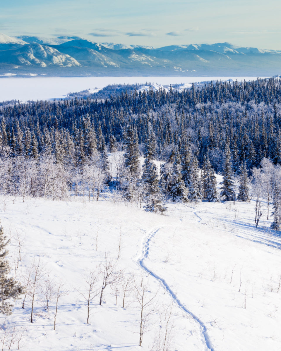 Snow-covered landscape in Yukon with snow shoe trail
