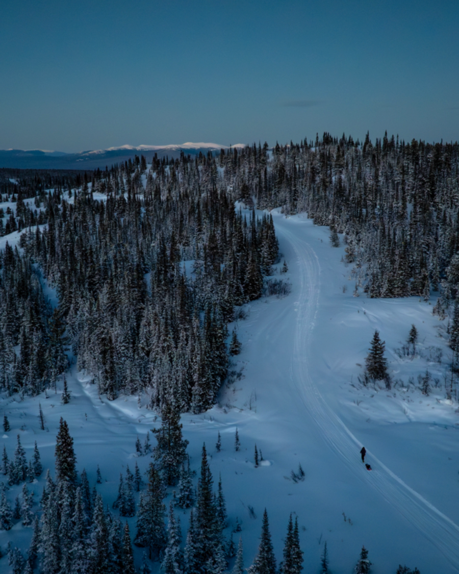 Snowy landscape with a winding path through a forest at dusk in the Yukon