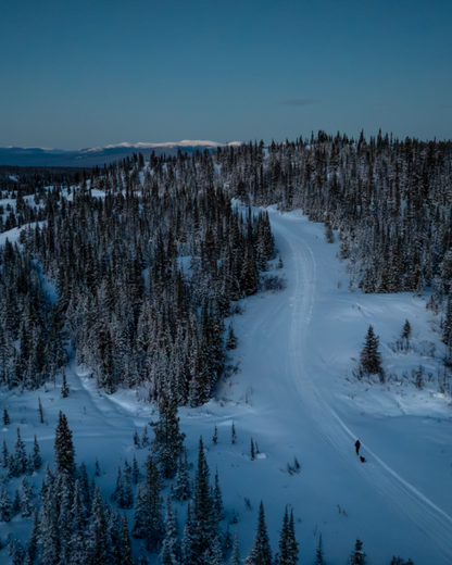 Snowy landscape with a winding path through a forest at dusk in the Yukon