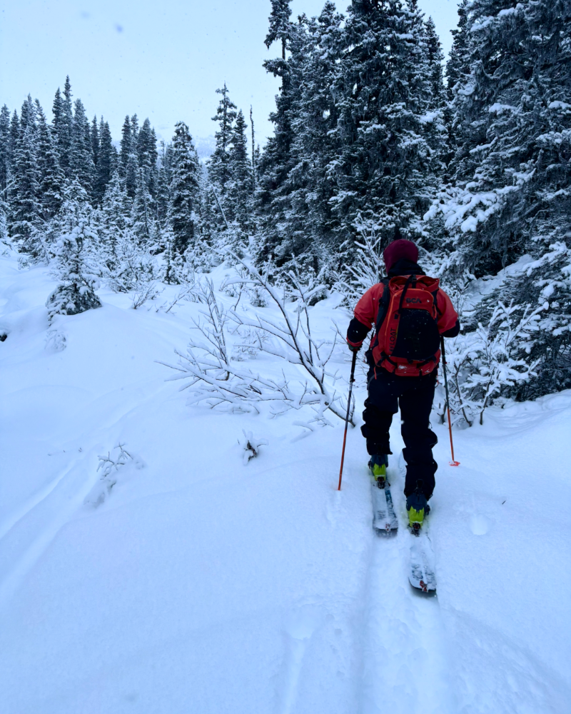 Person  back country skiing through a snowy forest with trees covered in snow.
